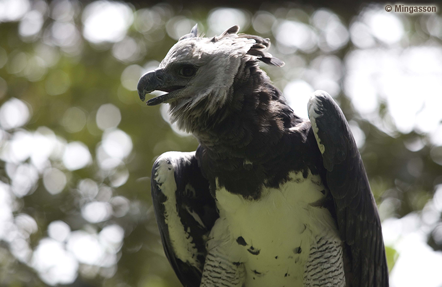 Panama_Harpy_Eagle_4tage